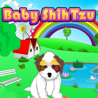 Baby Shih Tzu