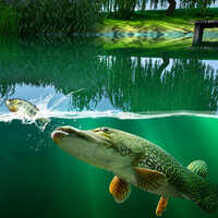 Free Online Games,Willow Pond Fishing is one of the Fishing Games that you can play on UGameZone.com for free. 
This is the quietest place to relax and dive into the fishing paradise. Fishing game Willow pond immerses you deep into the fun and beauty of Lake fishing. In the game are hiding the most large fish and are new beautiful places. This is the closest you can get to real fishing from the comfort of your own office.